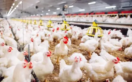 “صناع الدواجن يكشفون حقيقة تحتوي على مفاجأة صادمة!”