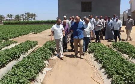 مزرعة فراولة في القليوبية تُدهش العالم بأساليبها المبتكرة!