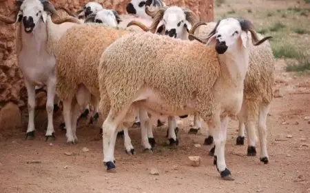 أسعار أضاحي العيد 2025 في شوادر التموين.. شاهد قائمة الأسعار الكاملة للحوم الحية!