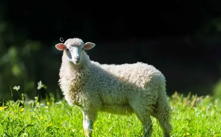 كيف تختار أفضل أضحية دون أن تقع في فخ الغش؟ اكتشف النصائح الحصرية في هذا الفيديو!