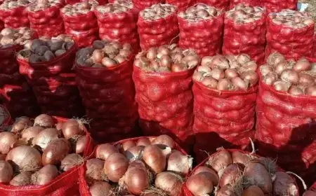 كيف ستنقذ الزراعة البصل المصري وتعيد تصديره إلى السعودية؟!