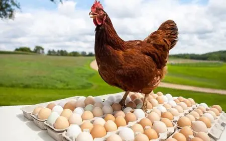 أخر تحديث: كل ما تحتاج معرفته عن أسعار الدواجن والبيض اليوم الجمعة!