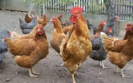 سر تفاوت نمو الدواجن في الصيف وكيف حافظت مصر على صحة مساكنها؟