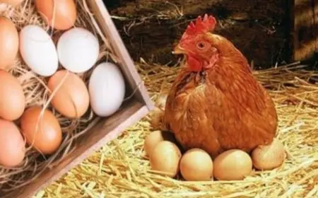 كل ما تحتاج معرفته عن أسعار الدواجن البيضاء اليوم! اكتشف التفاصيل الآن في المزرعة