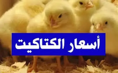 سعر الكتكوت الأبيض اليوم عمر يوم في المزارع السبت 24 مايو 2025 في مصر