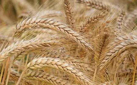 البورصة السلعية: سلاح الحكومة للسيطرة على الأسعار وضمان استقرار الأسواق!