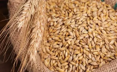 مفاجأة في أسعار الأرز اليوم.. تعرف على آخر التحديثات وكم وصل سعر طن الأرز الشعير اليوم الاحد 25 مايو 2025