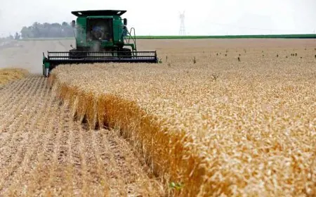 المفاجأة: مصر تزيد احتياطي القمح لأكثر من 6 أشهر والسكر لـ12 شهرا!