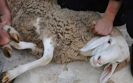 لاستثمار صحتك: استكشف طقوس العقيقة من زاويتين طاقية ودينية!