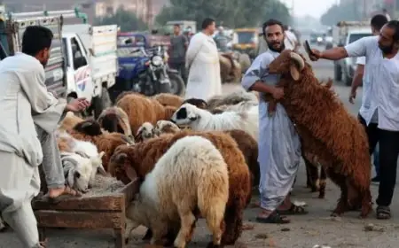 “وزارة الزراعة تكشف عن خطتها الاستثنائية لعيد الأضحى وتعلن حالة الاستعداد القصوى!”