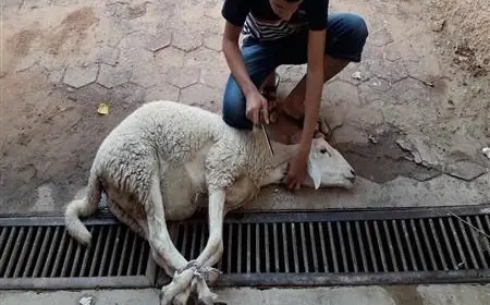 عقوبات مالية صارمة تصل إلى 10 آلاف جنيه لذبح الأضاحي في الشوارع!