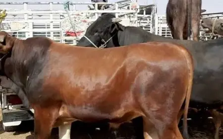 أسعار الأضاحي والعجول اليوم في مصر 2025 سعر العجل والخروف قبل عيد الاضحى في الاسواق والمزارع