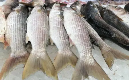 أسعار الأسماك اليوم الخميس: الدنيس ينطلق من 90 جنيهًا – تعرف على الأسعار الكاملة!