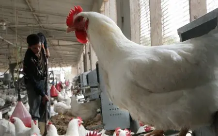 أسعار الدواجن اليوم الخميس: اكتشفوا المفاجأة في سعر كيلو الدجاج الأبيض!