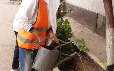 محافظ أسوان يوجه بالاستمرار في زراعة أشجار الظل بالمدارس ومراكز الشباب لمكافحة ارتفاع درجات الحرارة