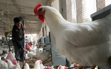 أسعار الدواجن اليوم: تحديثات هامة في الأسواق الجمعة!