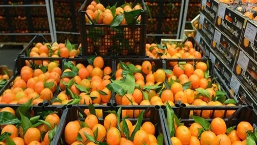المجلس التصديري للحاصلات الزراعية: مصر تتصدر العالم في إنتاج وتصدير البرتقال وتحتل المرتبة الثانية في تصدير الخضروات والفاكهة.