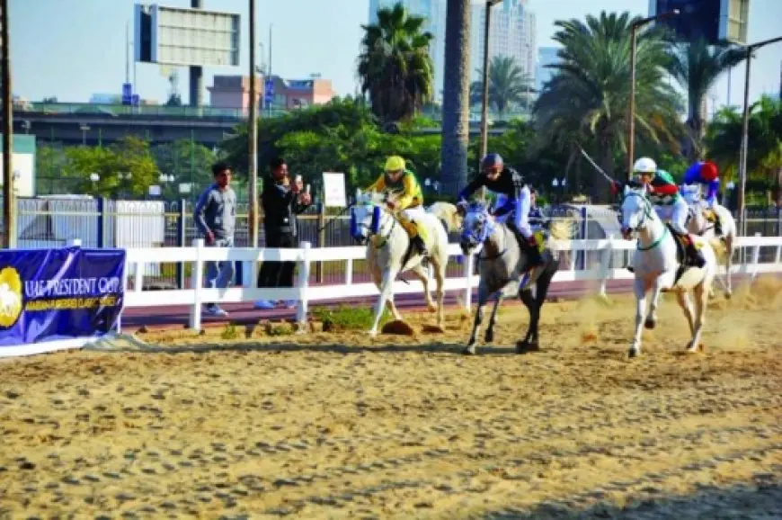 كيف تعرف الفرق بين خيل عربية أصيلة وغيرها؟ اكتشف الطرق السرية!