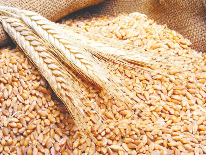 نقيب الفلاحين يكشف: إنتاجية قمح مذهلة هذا العام والحكومة تدعم بـ 2200 جنيه للأردب
