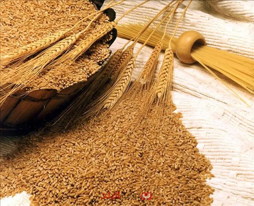نقيب الزراعيين يعلن عن خطة طموحة لإنتاج 10 ملايين طن من القمح وتوريده بسعر مغري!