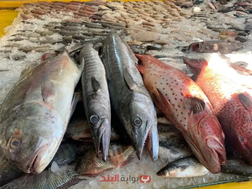 سارع بالتحقق! تعرف على أسعار البوري وغيرها من الأسماك اليوم الخميس بأسعار تبدأ من 120 جنيهًا!