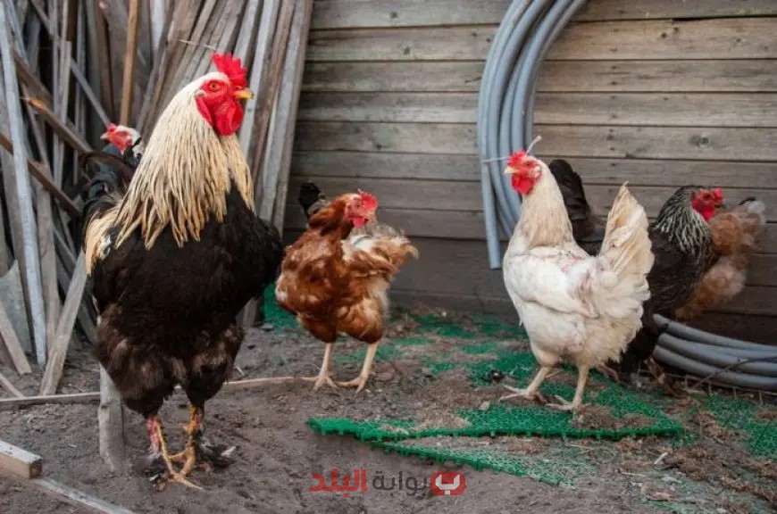كشف حصري: تعرف على أسعار الدواجن اليوم والزيادة الحادة في أسعار الكيلو!