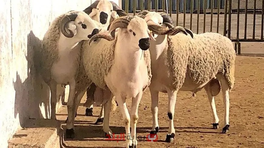 أخبار حصرية: كل ما تحتاج لمعرفته عن أسعار الأضاحي في مصر 2025!