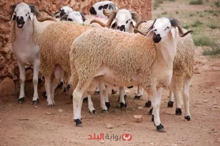 أسعار أضاحي العيد 2025 في شوادر التموين.. شاهد قائمة الأسعار الكاملة للحوم الحية!
