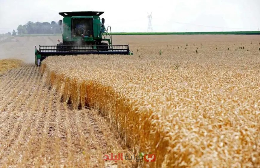 وزير الزراعة يحقق إنجازًا كبيرًا: حصاد 3.1 مليون فدان وتوريد أكثر من 3.2 مليون طن!