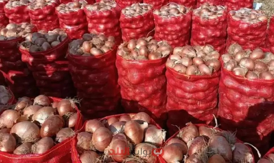 كيف ستنقذ الزراعة البصل المصري وتعيد تصديره إلى السعودية؟!