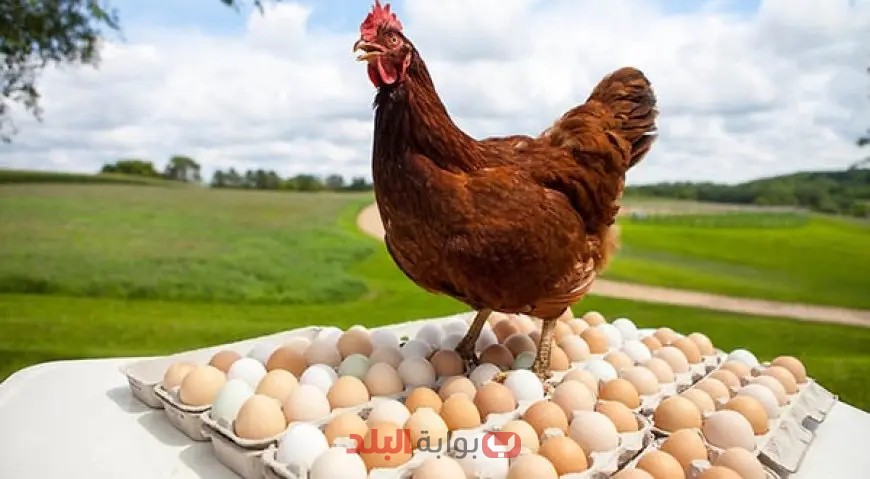 أخر تحديث: كل ما تحتاج معرفته عن أسعار الدواجن والبيض اليوم الجمعة!
