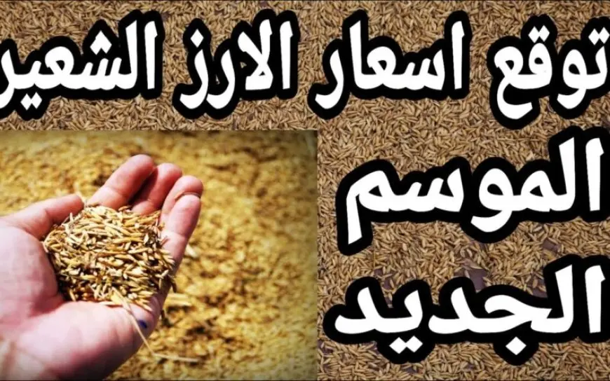 رفيع وعريض الحبة.. سعر طن الارز الشعير اليوم السبت 24-5-2025 أخر اسعار السلع في الأسواق المحلية