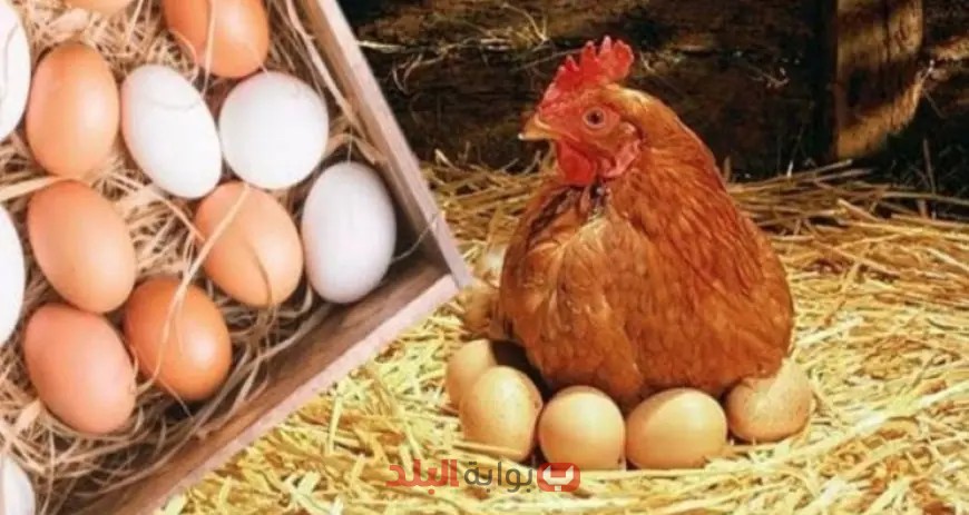 كل ما تحتاج معرفته عن أسعار الدواجن البيضاء اليوم! اكتشف التفاصيل الآن في المزرعة