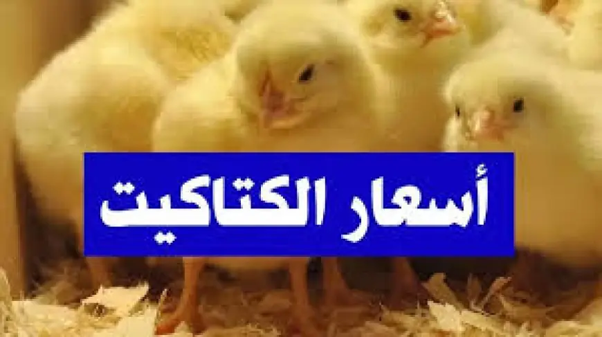 سعر الكتكوت الأبيض اليوم عمر يوم في المزارع السبت 24 مايو 2025 في مصر