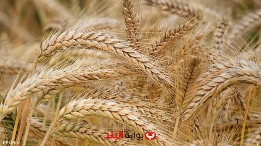 البورصة السلعية: سلاح الحكومة للسيطرة على الأسعار وضمان استقرار الأسواق!