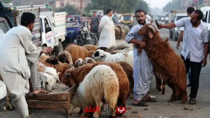 “وزارة الزراعة تكشف عن خطتها الاستثنائية لعيد الأضحى وتعلن حالة الاستعداد القصوى!”