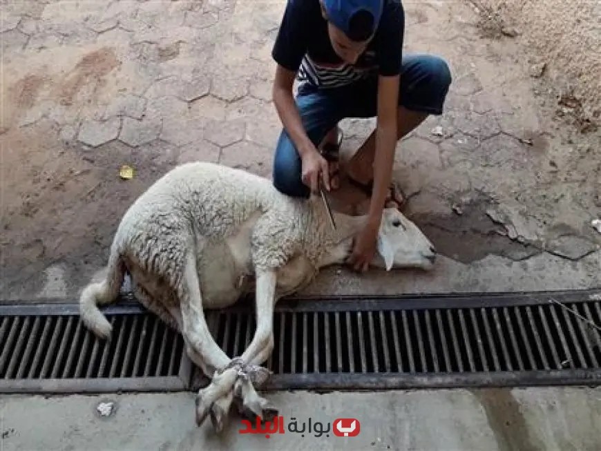 عقوبات مالية صارمة تصل إلى 10 آلاف جنيه لذبح الأضاحي في الشوارع!
