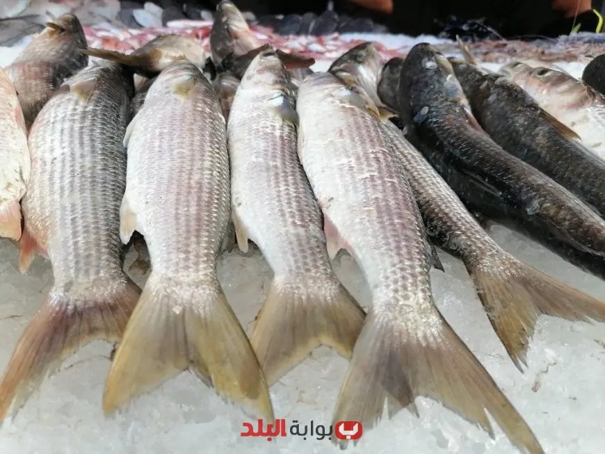 أسعار الأسماك اليوم الخميس: الدنيس ينطلق من 90 جنيهًا – تعرف على الأسعار الكاملة!