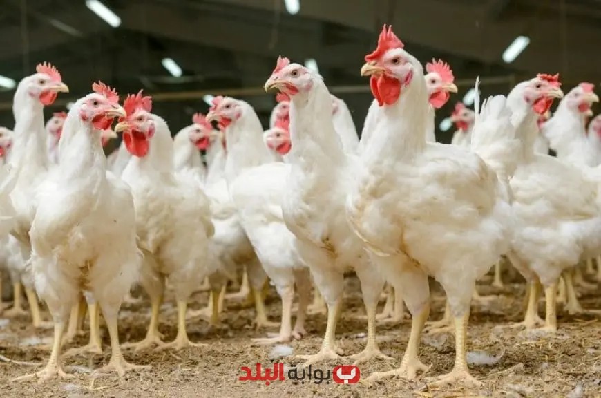 هل يهدد فيروس وبائي صحة الدواجن ويمنع تناولها؟ الحكومة تكشف التفاصيل!