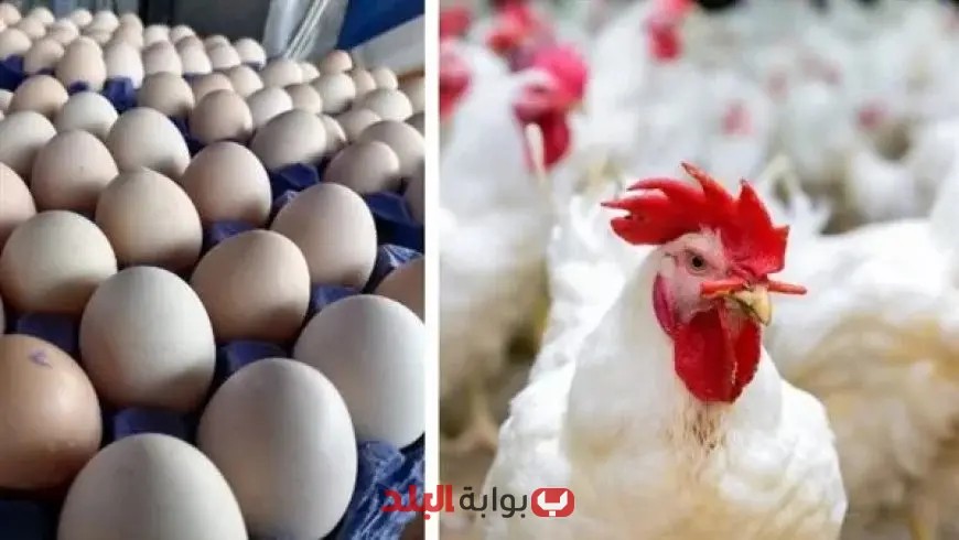 أسعار الفراخ البيضاء اليوم الجمعة في بورصة الدواجن: الكيلو يسجل 79 جنيهاً!