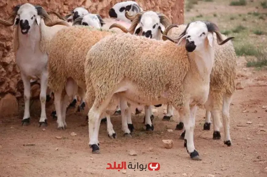 أسعار الأضاحي 2025: كيلو القائم في الأسواق ومعارض “أهلاً بالعيد” – اكتشف الأسعار الآن!