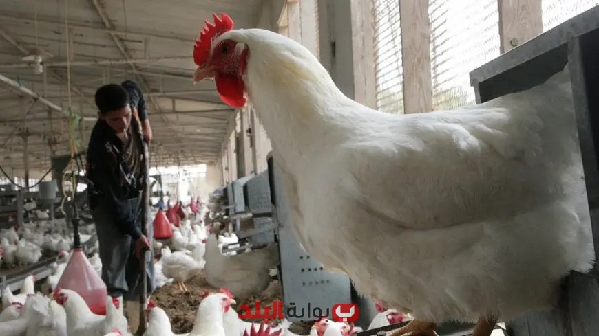 أسعار الدواجن اليوم: تحديثات هامة في الأسواق الجمعة!