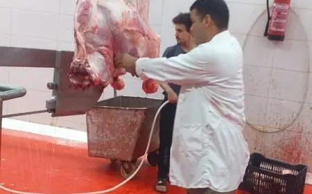 محافظ الجيزة يكشف عن فتح 23 مجزرًا مجانًا للمواطنين في أيام عيد الأضحى المبارك!