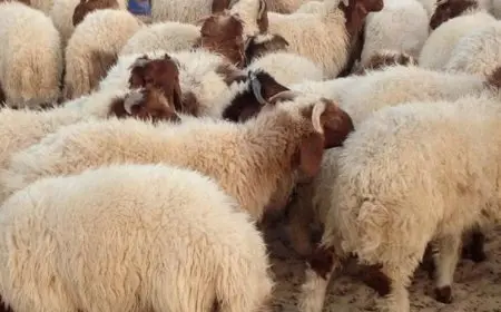 هل قص الشعر والأظافر محرم لمن يعتزم الأضحية؟ اكتشفوا الحقيقة!