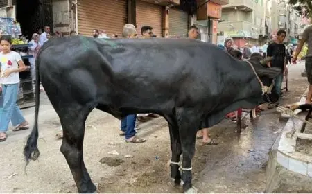 نصائح أساسية لشراء أضحية العيد: تعرف على الشروط المهمة للنحر!