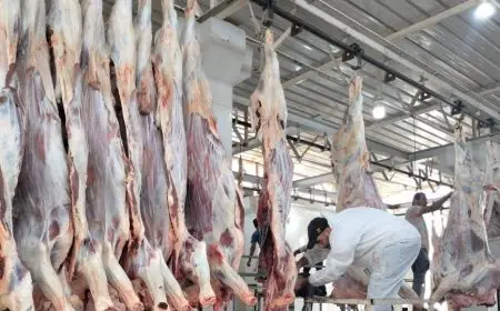 أسوان: ذبح الأضاحي مجانًا في المجازر الحكومية خلال أيام عيد الأضحى المبارك!