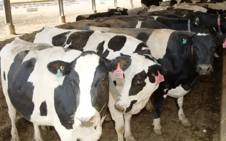 الزراعة: 7900 أضحية تستقبلها المجازر الحكومية في اليوم الثالث لعيد الأضحى