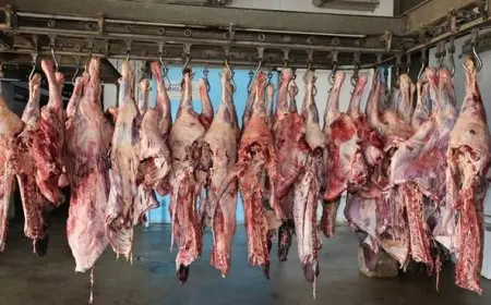 الأوقاف تُطلق المرحلة الثانية من مشروع صكوك الأضاحي: فرص جديدة للتكافل الاجتماعي