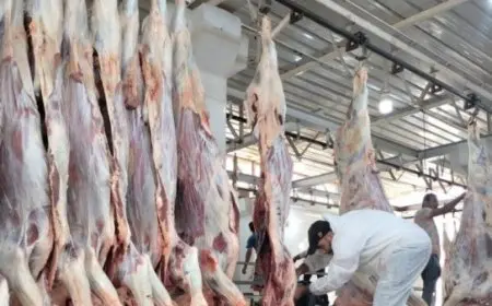 “الزراعة تكشف عن استقبال 34 ألف أضحية في المجازر الحكومية خلال عيد الأضحى بجميع المحافظات”