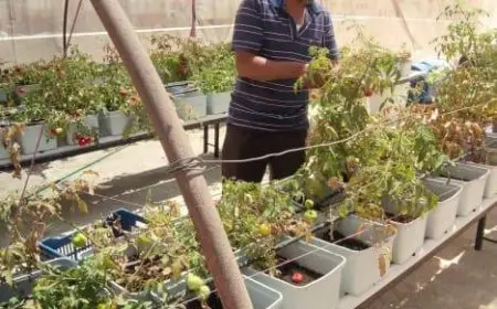 نجاح مذهل في زراعة أعلى أسطح 3 عقارات ضمن مشروع الأسمرات للتنمية المستدامة